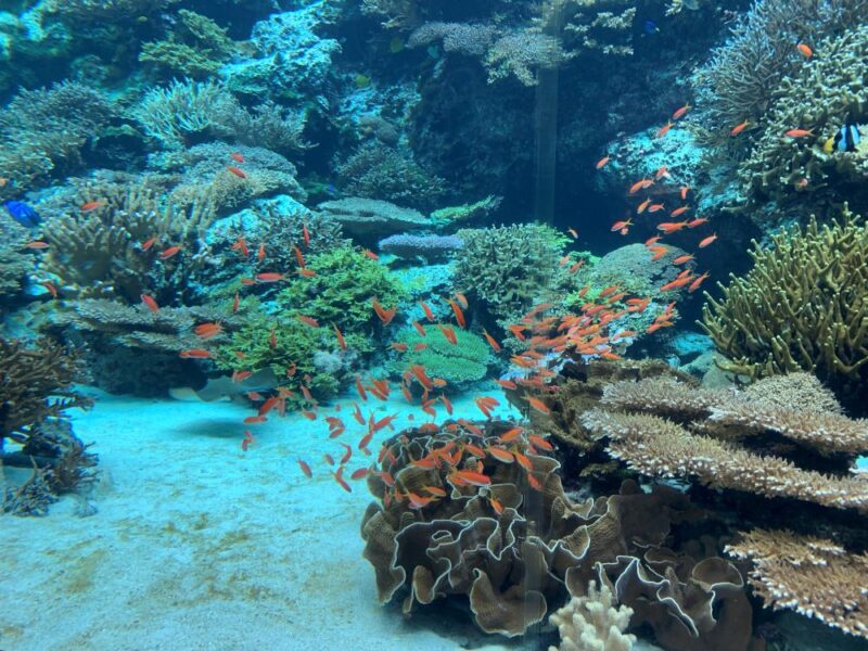 美ら海水族館　魚　子連れ　水槽