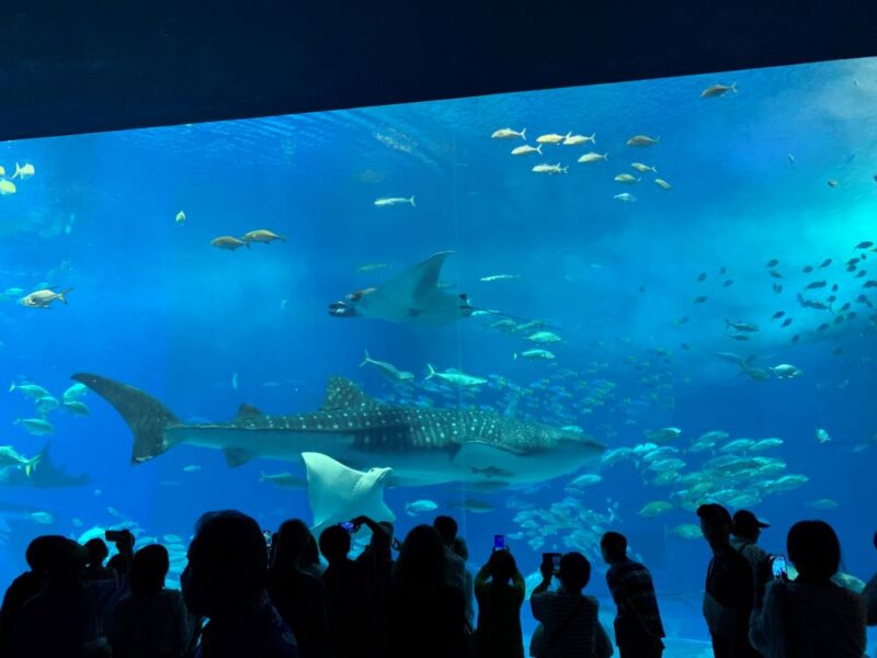 美ら海水族館　チケット　割引　値引き　お得　おんなの駅　なかゆくい市場　道の駅　割引券　入場